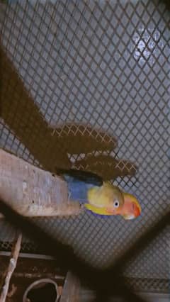 love bird