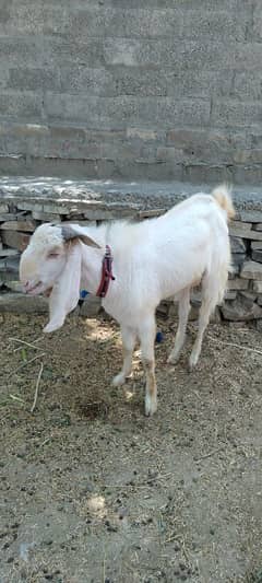 بکرا برائے فروخت