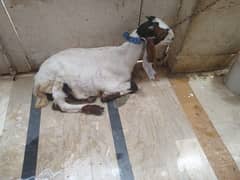 3 Male Goats, Nasli
