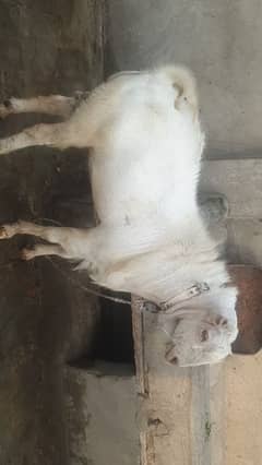 qurbani ka bakra