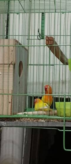 !!Best deal ever!! 2 pairs love birds with 2 cages