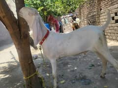 Rajanpoor