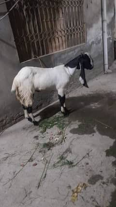 Pure Desi Khasi Goat for Qurbani