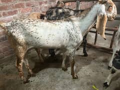 Donda Bakra