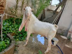 Pure gulabi bakra spotless