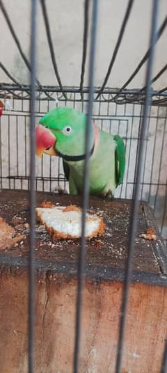 raw parrot love pair