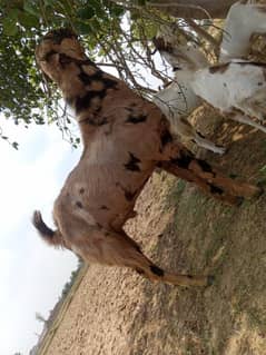 Qurbani Bakra for sale
