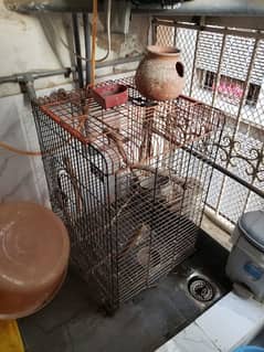 complete birds setup