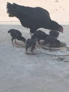 Aseel with 5chicks