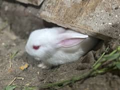 Rabbits