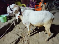dumba bahut achcha hai