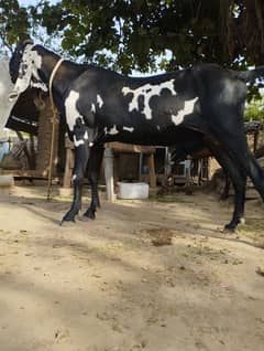 heavyweight bakra