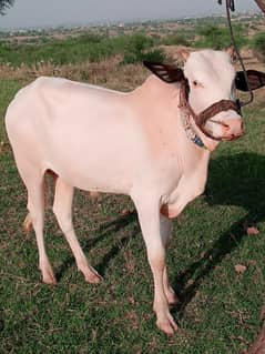 for