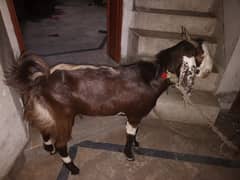 Bakra