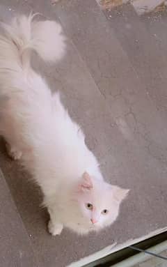 Persian Male High Quality