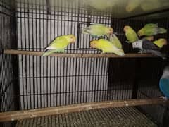 love Bird pathy and breeder also looking for new shelter