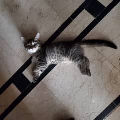 Persian Kittens - Looking For A New Home