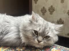 siberian cat