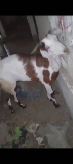 Goat (Bakri)