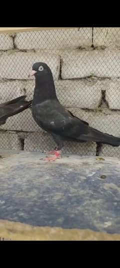 kalay teddy patha pathi