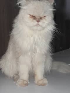 Persian cat female