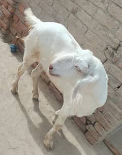 Bakra argent for sale 03/35/33/64/48/5