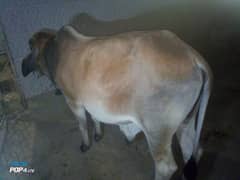 Very heavy and cheap price cow