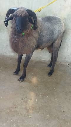 Beautiful Ram Male sheep