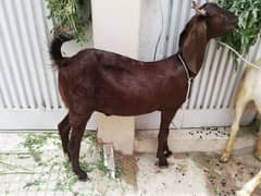Qurbani Bakra 2 daant Khassi PURE