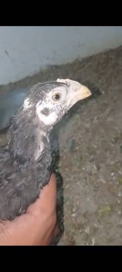 2.5 month k aseel pure mianwali nasal home breed