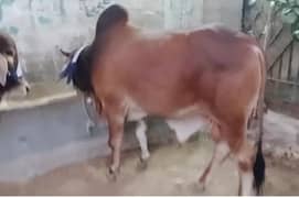 qurbani