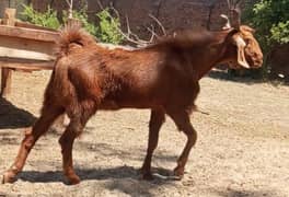 Special Qurbani Bakra
