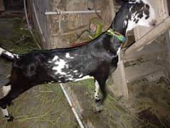 taddy bakra