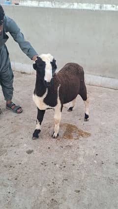 Dumba/ Sheeps