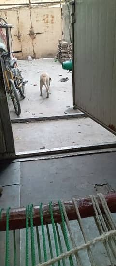 pure labra color brone