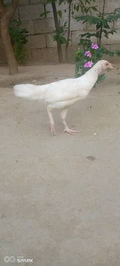 for sale