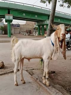 Gulabi 2 dant khasi