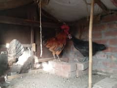 desi hens trio set