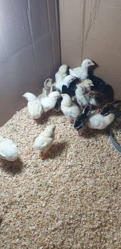 Aseel chicks for sell in cheap rate
