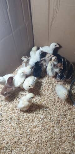 Aseel chicks for sell in cheap rate