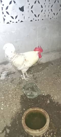 Ghar ka Pala murga