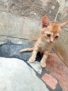 Persian Kitten | triple coat Kittens | cats | Blue Eyes | s