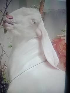 goat home breed 4 teeth weight 107kg eye weight