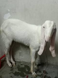 Bakra Goat Gulabi dasi Rajanpuri healthy full active donda