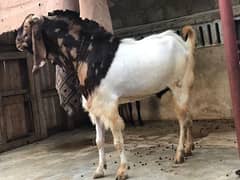Heavy goat