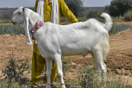 gulabi / kamori/ 2025/ qurbani goat /bakra /بکرا/desi goat