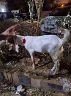 2 dant bakra