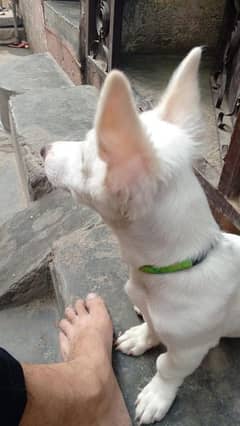 russian dog