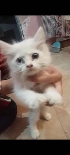 Persian Kitten | triple coat Kittens | cats | Blue Eyes | s