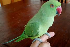 green parrot
